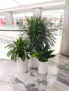 花卉租赁新潮流，宁波杭州湾等你来体验